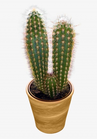 植物盆栽仙人掌