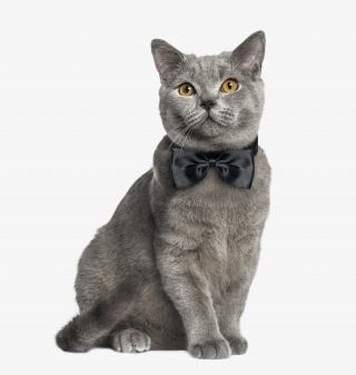 可爱的带领结的小猫咪