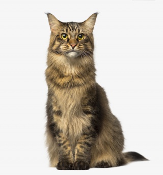 坐着的黄毛猫
