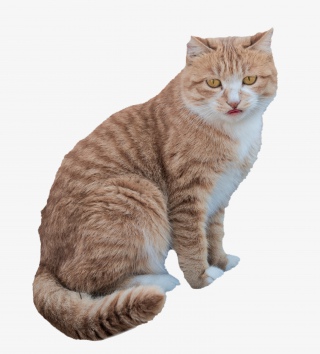 猫咪动物宠物