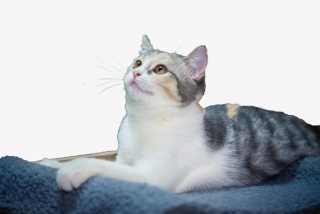 仰着头的猫咪