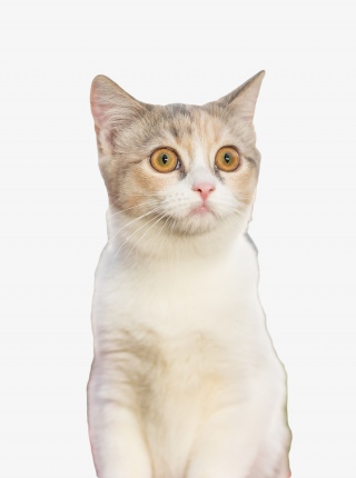 宠物猫咪