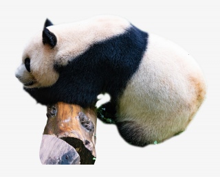 保护动物大熊猫