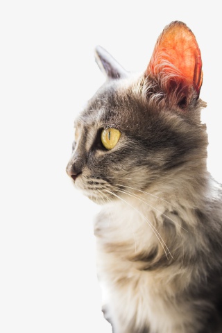 小猫咪安静的望着窗外
