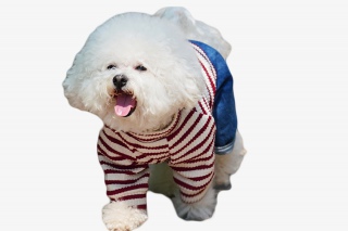 穿衣服的宠物比熊