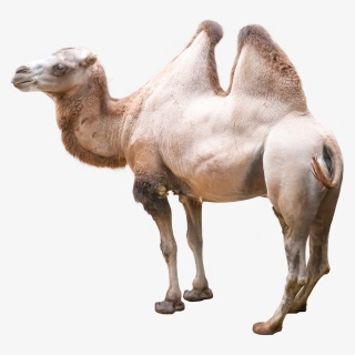 动物骆驼