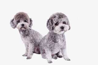 两只灰色贵宾犬