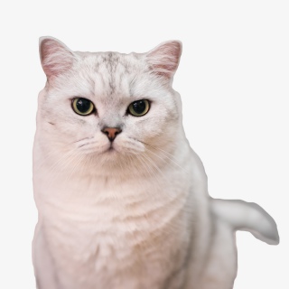 猫咪动物