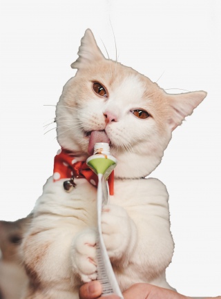 吃东西的猫