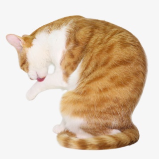 小动物小猫猫咪