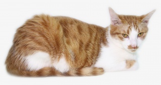 黄白色猫咪