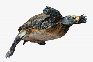 海洋生物海龟