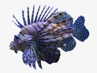 海洋动物