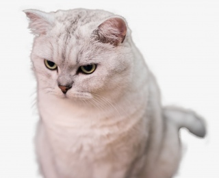 蹲着的猫