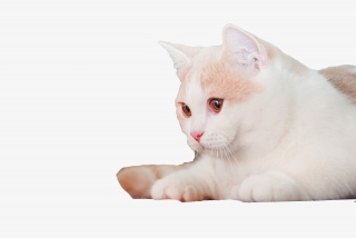萌物小猫咪