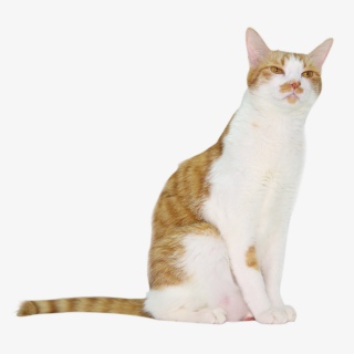 小动物猫咪小猫