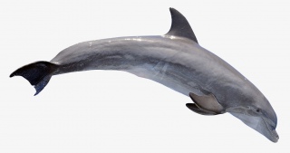 海洋生物海豚