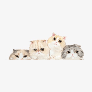 可爱的猫咪