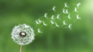 飞扬的蒲公英种子桌面壁纸