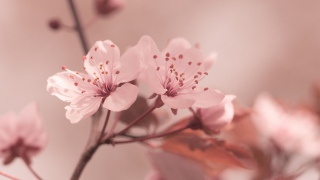 大自然粉色花朵高清壁纸