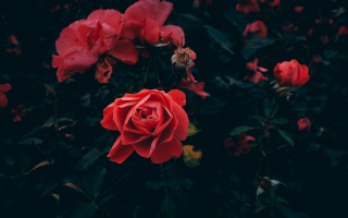鲜艳唯美红色玫瑰花图片桌面壁纸