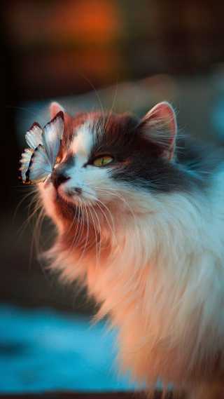 猫和蝴蝶高清壁纸