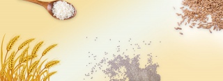 秋季新米成熟上市稻谷清新黄色banner