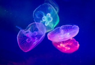 海洋馆拍摄影之水母