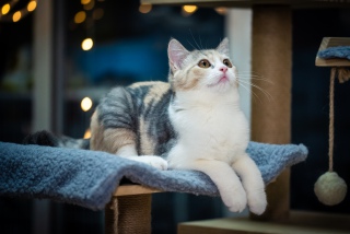 看着上面的猫