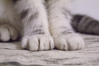 猫咪萌萌的爪子特写