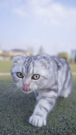 可爱英短小猫咪摄影