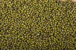 常见干果豆类食物之绿豆